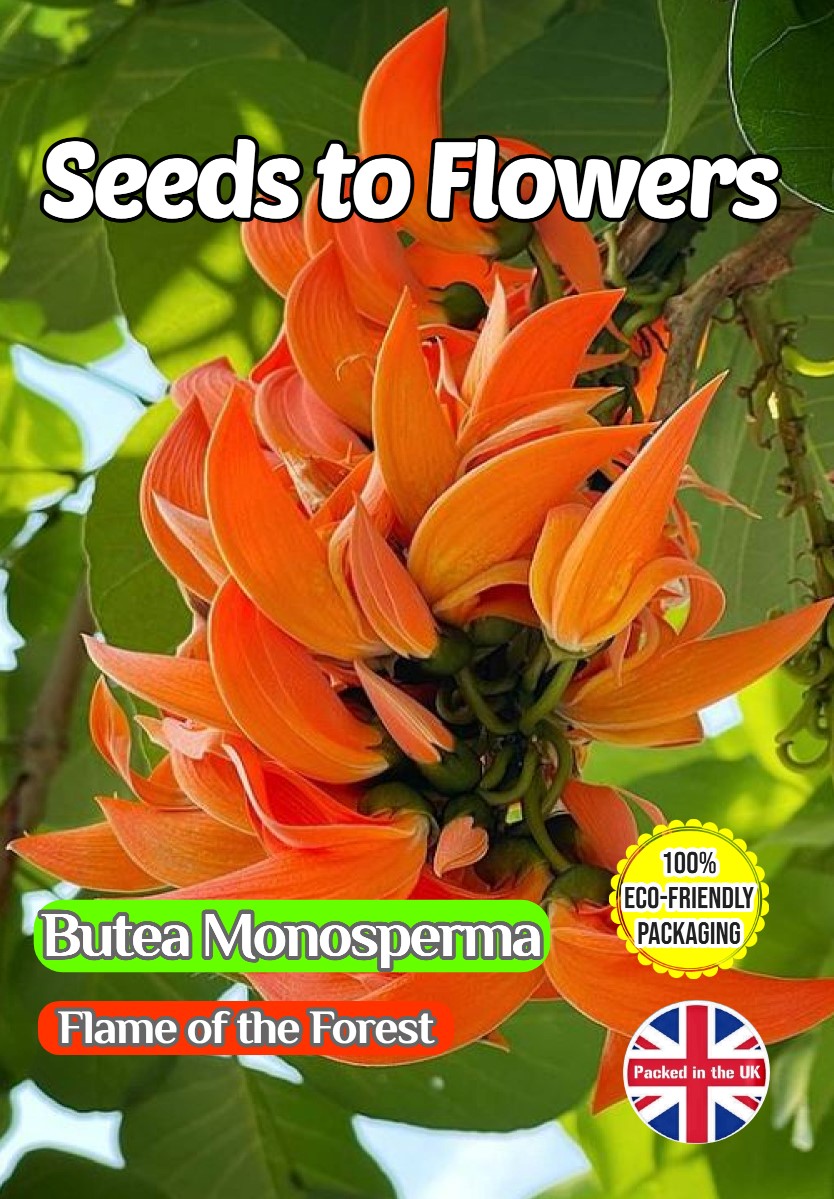 BUTEA MONOSPERMA FLAME OF THE FOREST TROPICAL-COMPOSTABLE PACKET - 6 BEST SEEDS