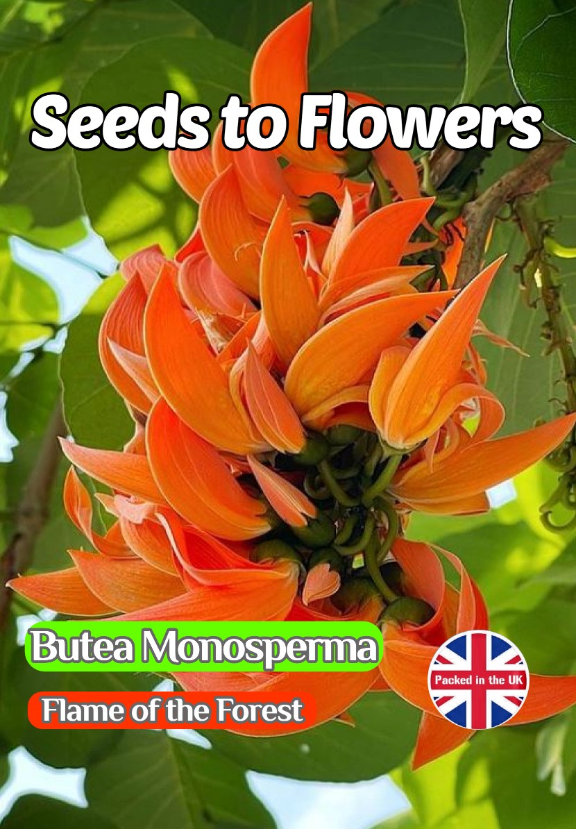 BUTEA MONOSPERMA FLAME OF THE FOREST -TROPICAL - EXOTIC - 4 BEST SEEDS