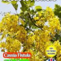 CASSIA FISTULA FLOWERING TREE TROPICAL EXOTIC BIODEGRADABLE PACK 10 BEST SEEDS