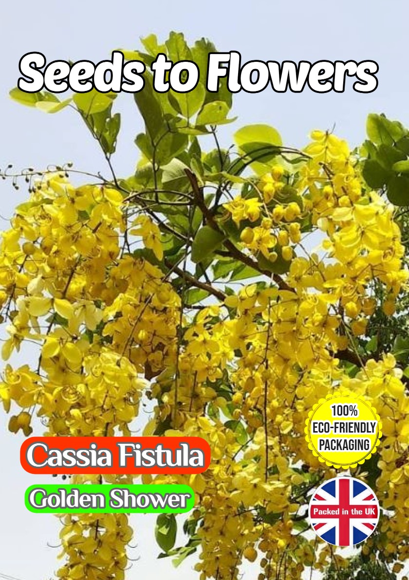CASSIA FISTULA FLOWERING TREE TROPICAL EXOTIC BIODEGRADABLE PACK 10 BEST SEEDS