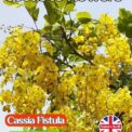 CASSIA FISTULA - GOLDEN SHOWER - FLOWERING TREE - TROPICAL EXOTIC -5 BEST SEEDS