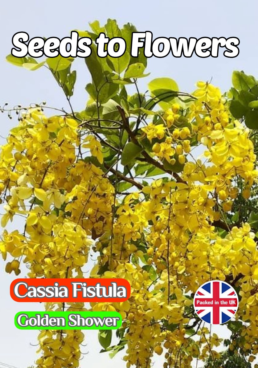 CASSIA FISTULA - GOLDEN SHOWER - FLOWERING TREE - TROPICAL EXOTIC -5 BEST SEEDS