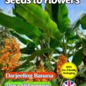 DARJEELING BANANA MUSA SIKKIMENSIS - TROPICAL HARDY - 8 SEEDS - COMPOSTABLE PACK