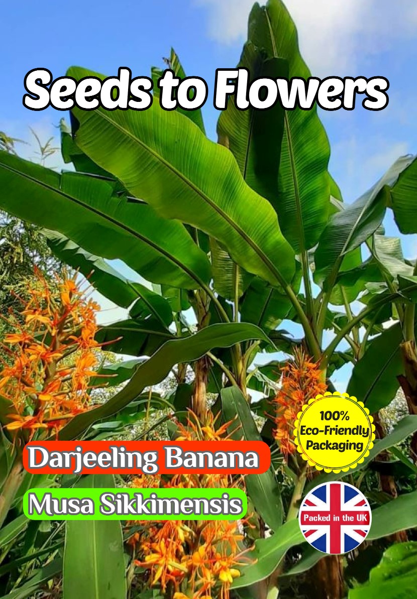 DARJEELING BANANA MUSA SIKKIMENSIS - TROPICAL HARDY - 8 SEEDS - COMPOSTABLE PACK