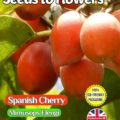 SPANISH CHERRY - MIMUSOPS ELENGI - TROPICAL TREE - EDIBLE - 4 BEST QUALITY SEEDS - COMPOSTABLE PACKET