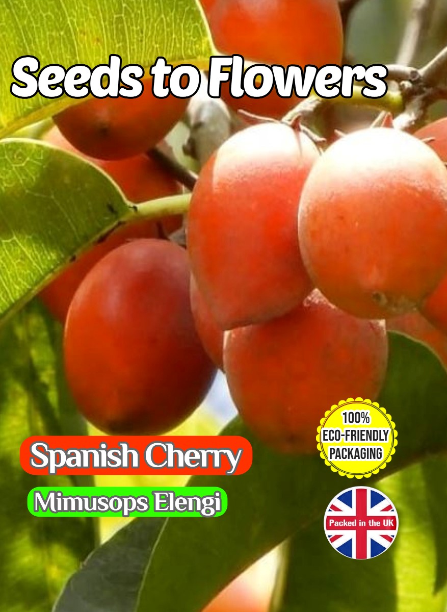 SPANISH CHERRY - MIMUSOPS ELENGI - TROPICAL TREE - EDIBLE - 4 BEST QUALITY SEEDS - COMPOSTABLE PACKET