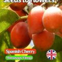 SPANISH CHERRY - MIMUSOPS ELENGI - TROPICAL TREE - EDIBLE - 4 BEST QUALITY SEEDS
