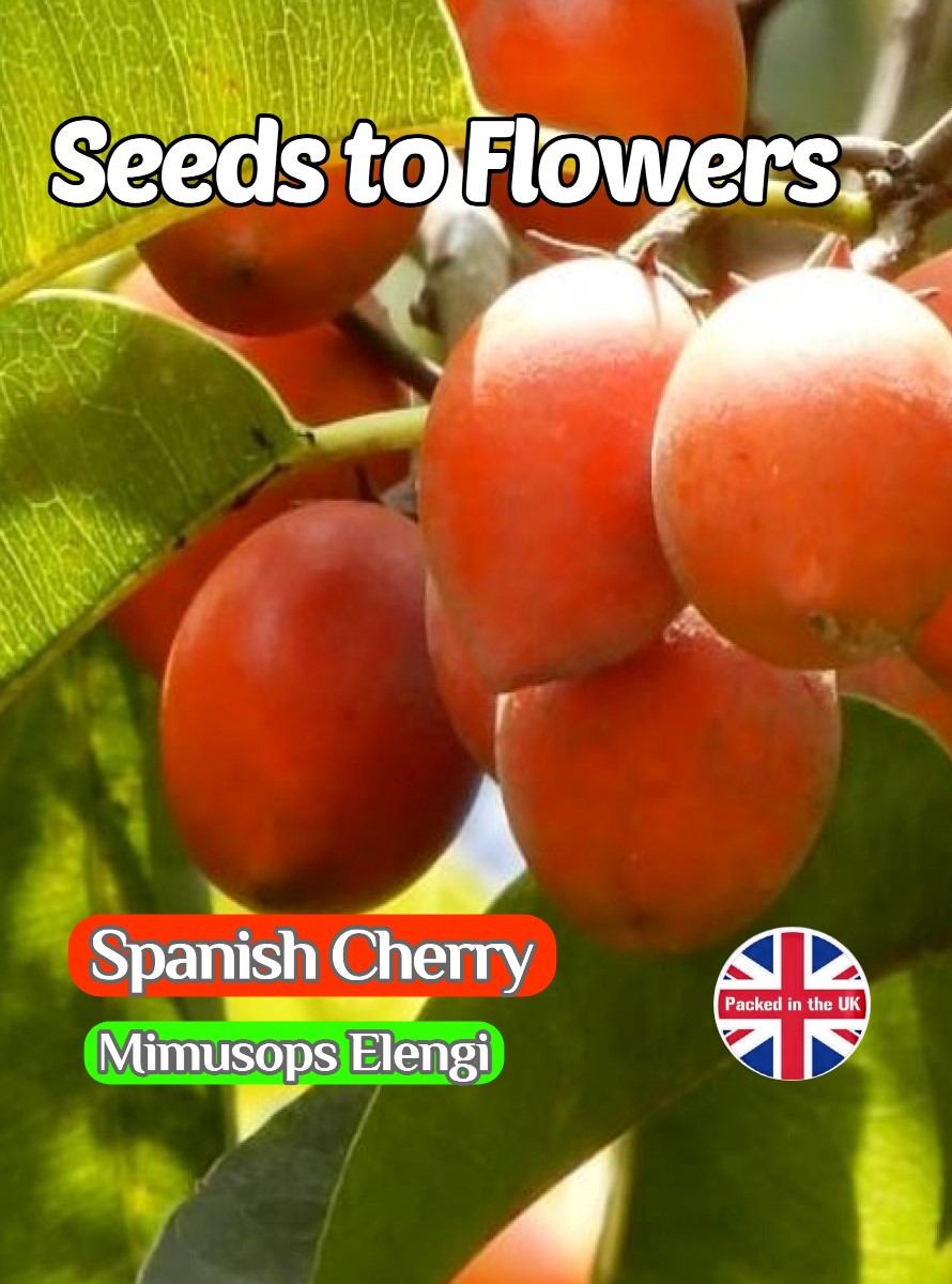 SPANISH CHERRY - MIMUSOPS ELENGI - TROPICAL TREE - EDIBLE - 4 BEST QUALITY SEEDS