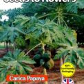 CARICA PAPAYA - TROPICAL EXOTIC - 10 HIGH QUALITY SEEDS - FULLY COMPOSTABLE PACK