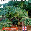 CARICA PAPAYA - TROPICAL EXOTIC - EXTRA LARGE LEAVES -6 HIGH QUALITY SEEDS