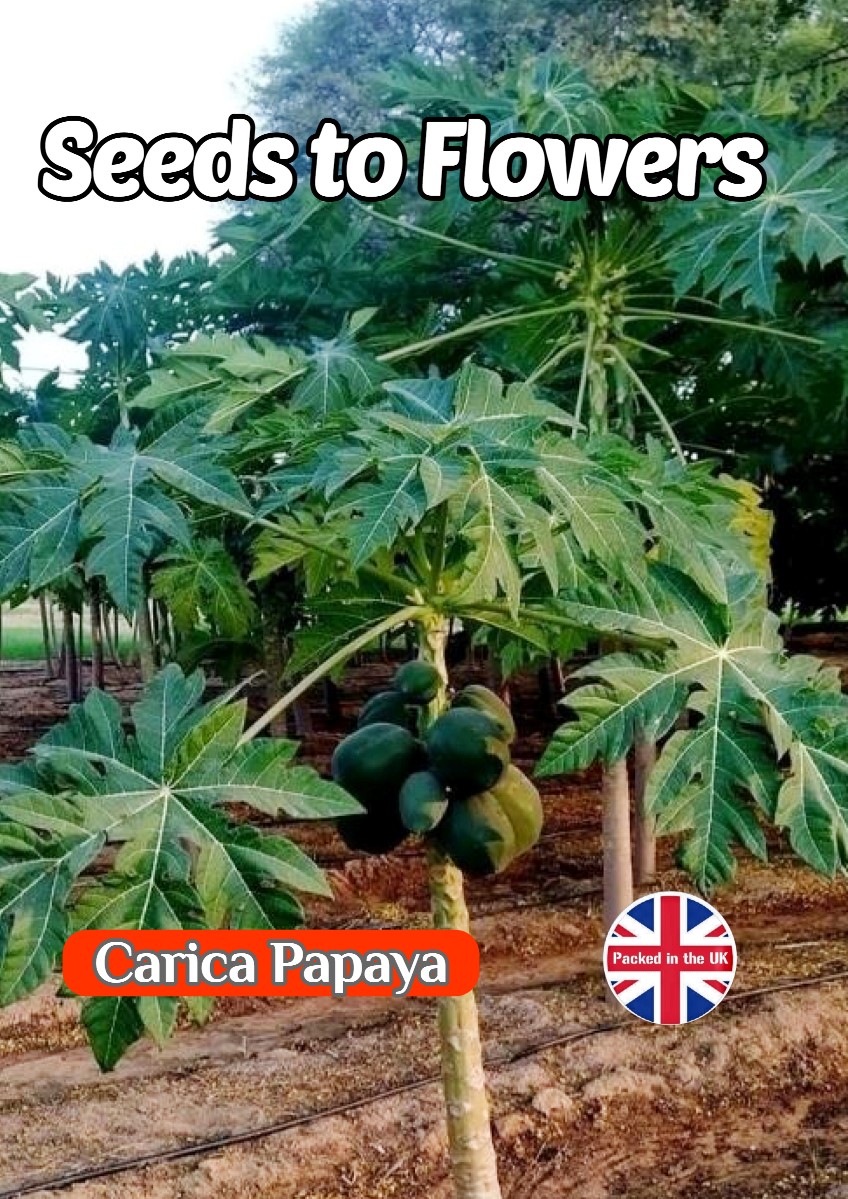 CARICA PAPAYA - TROPICAL EXOTIC - EXTRA LARGE LEAVES -6 HIGH QUALITY SEEDS