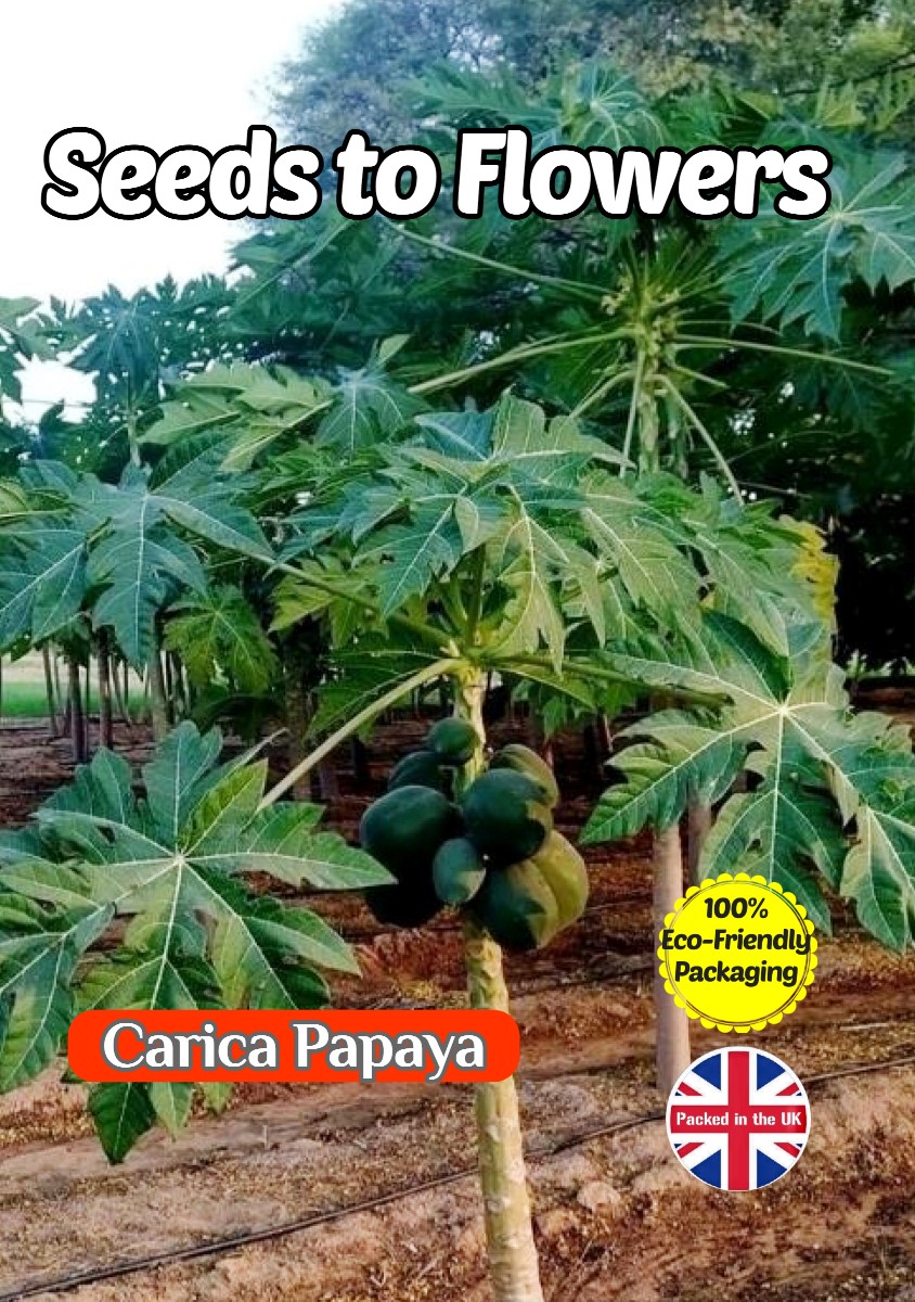 CARICA PAPAYA - TROPICAL EXOTIC - 10 HIGH QUALITY SEEDS - FULLY COMPOSTABLE PACK