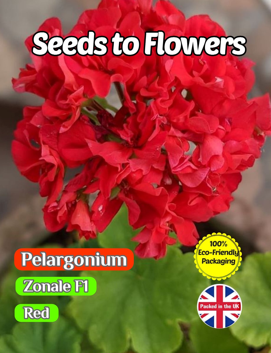 GERANIUM PELARGONIUM - ZONALE F1 - RED - 15 FLOWER SEEDS - COMPOSTABLE PACKET