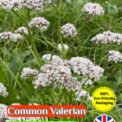 COMMON VALERIAN VALERIANA OFFICINALIS PERENNIAL COMPOSTABLE PACKET - 750 SEEDS