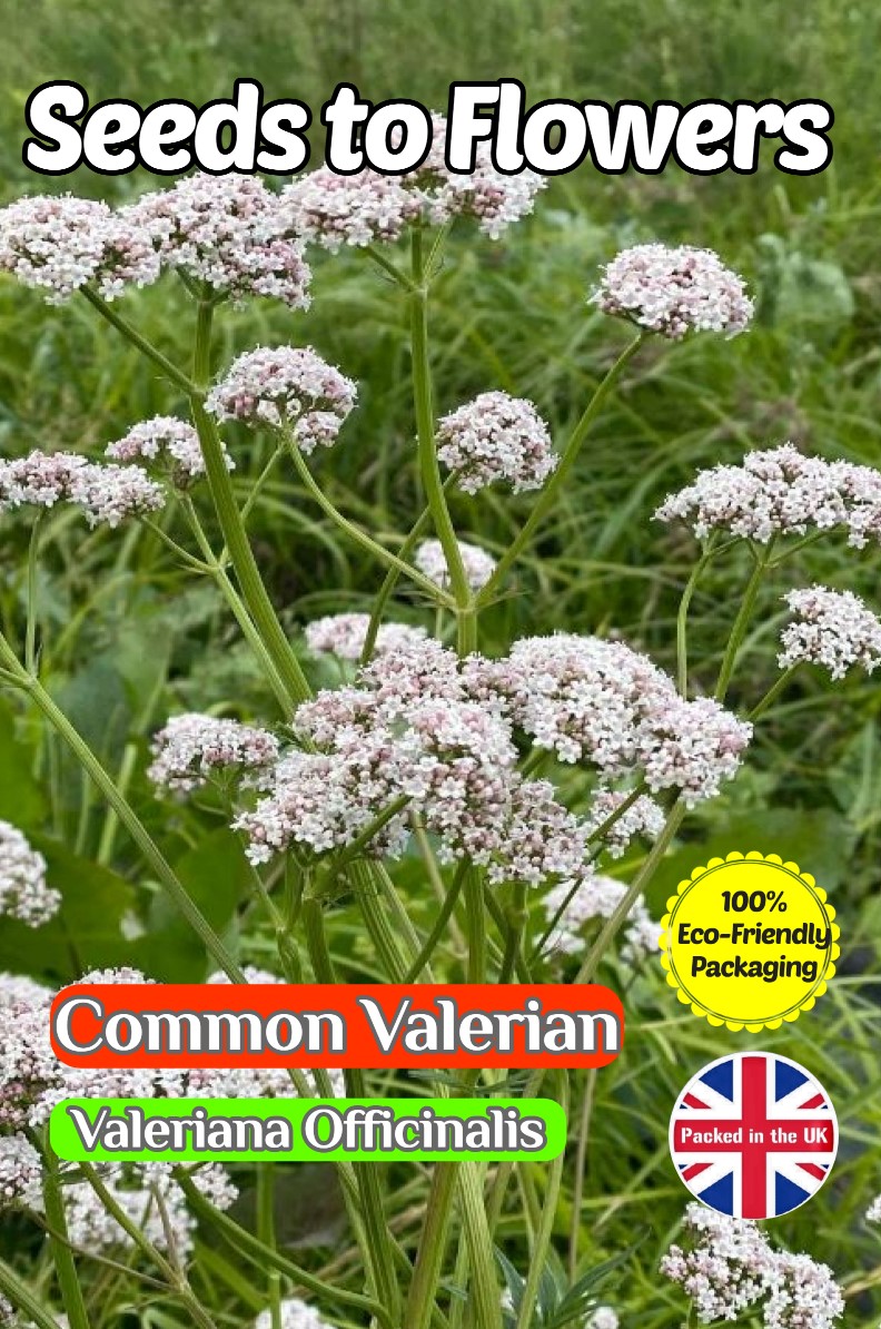 COMMON VALERIAN VALERIANA OFFICINALIS PERENNIAL COMPOSTABLE PACKET - 750 SEEDS