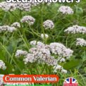 COMMON VALERIAN - VALERIANA OFFICINALIS - PERENNIAL - BUTTERFLY AND BEE - 250 HERB FLOWER SEEDS