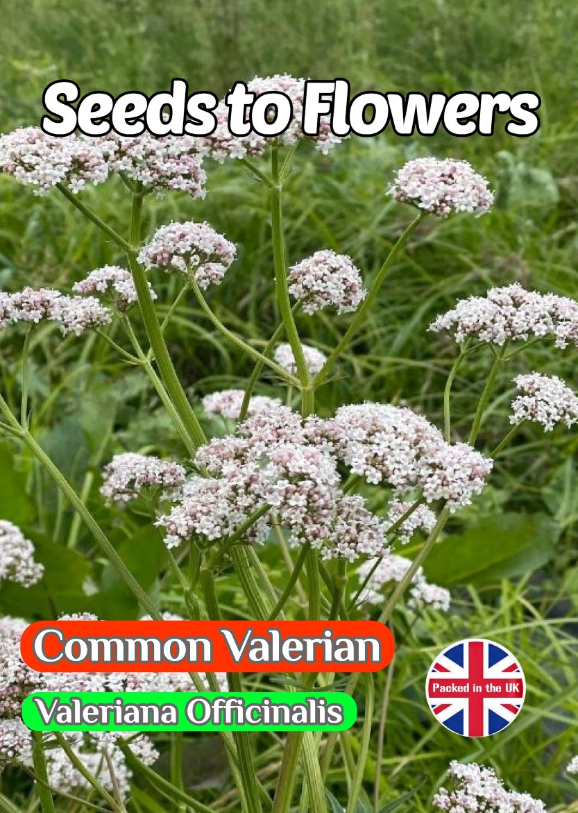 COMMON VALERIAN - VALERIANA OFFICINALIS - PERENNIAL - BUTTERFLY AND BEE - 250 HERB FLOWER SEEDS