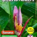 BANANA - MUSA VELUTINA - EXOTIC TROPICAL- COMPOSTABLE PACKET - 15 QUALITY SEEDS