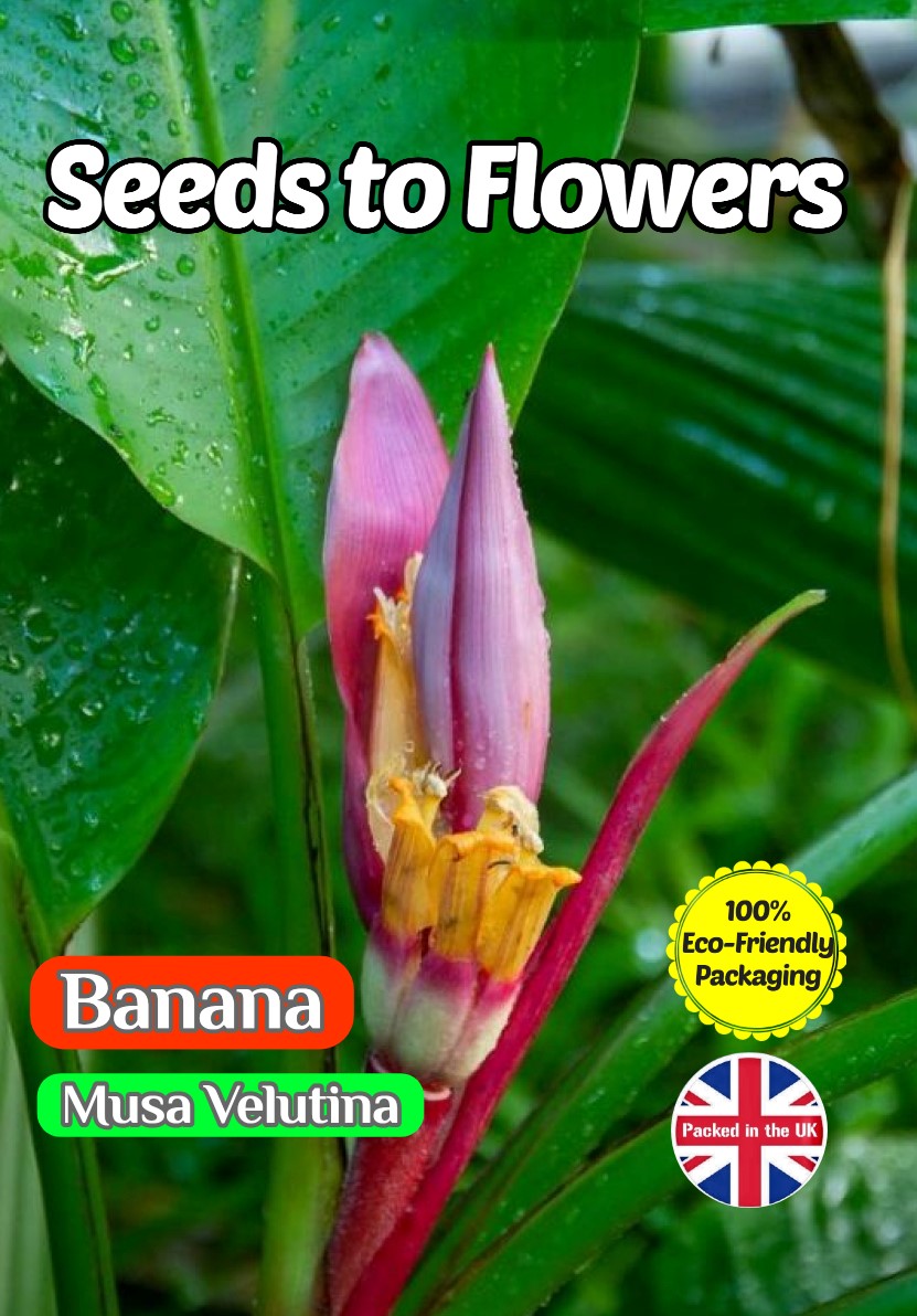 BANANA - MUSA VELUTINA - EXOTIC TROPICAL- COMPOSTABLE PACKET - 15 QUALITY SEEDS