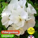 GERANIUM PELARGONIUM - ZONALE F1 - WHITE - 15 FLOWER SEEDS - COMPOSTABLE PACKET