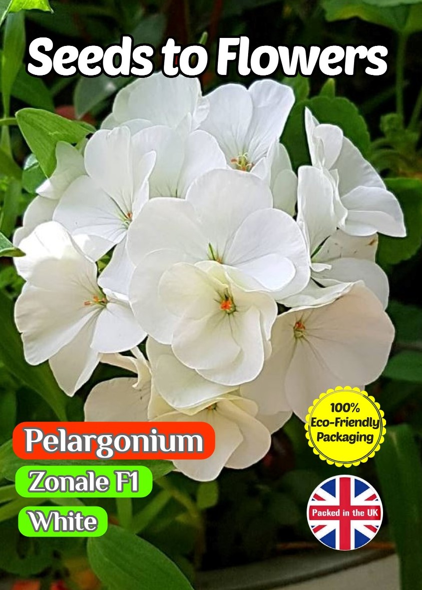 GERANIUM PELARGONIUM - ZONALE F1 - WHITE - 15 FLOWER SEEDS - COMPOSTABLE PACKET