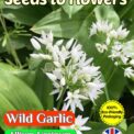 WILD GARLIC ALLIUM URSINUM RAMSONS PERENNIAL - 200 HERB SEEDS - COMPOSTABLE PACKET