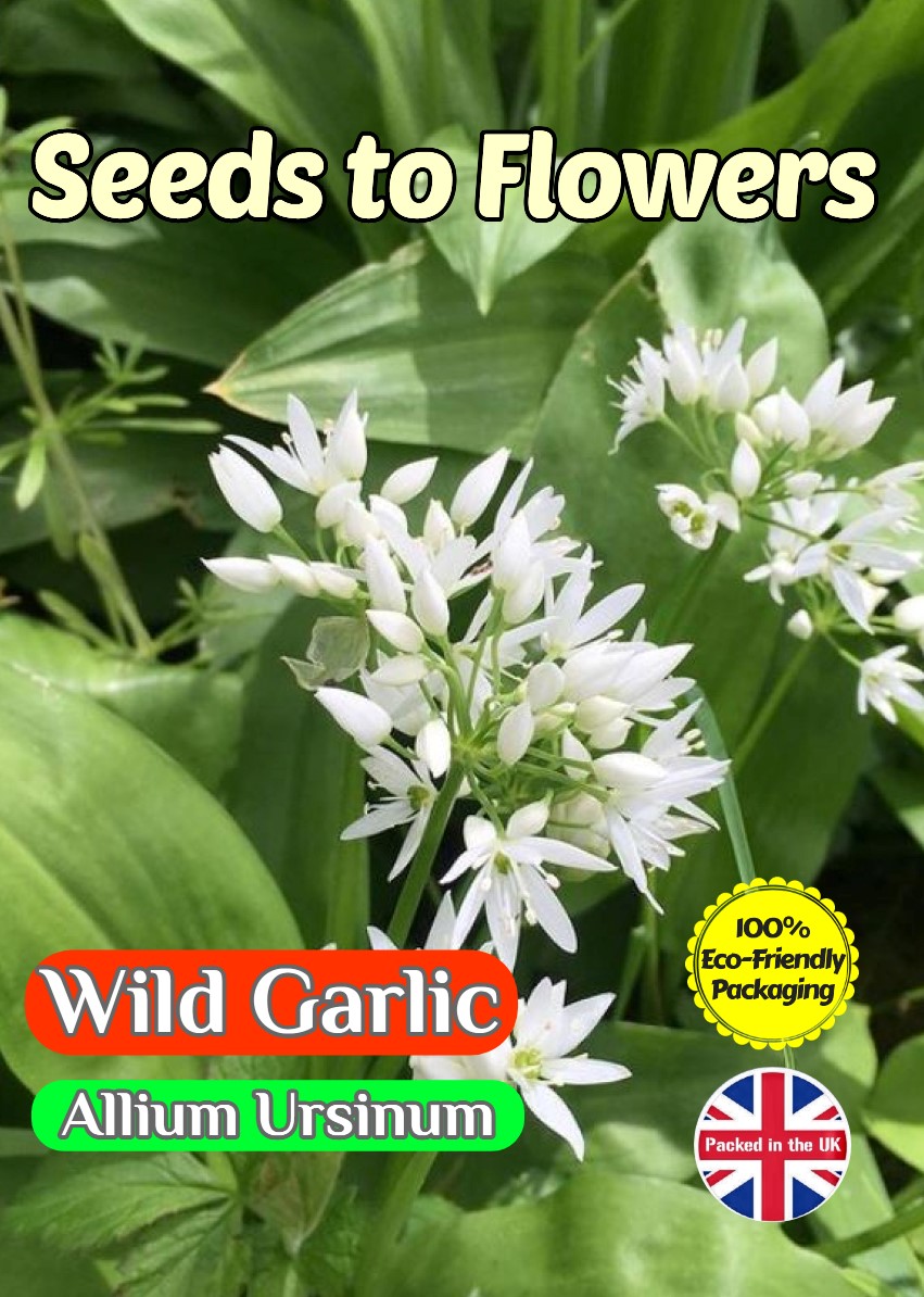 WILD GARLIC ALLIUM URSINUM RAMSONS PERENNIAL - 200 HERB SEEDS - COMPOSTABLE PACKET