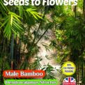 MALE BAMBOO - DENDROCALAMUS STRICTUS - EVERGREEN - COMPOSTABLE PACK - 20 SEEDS