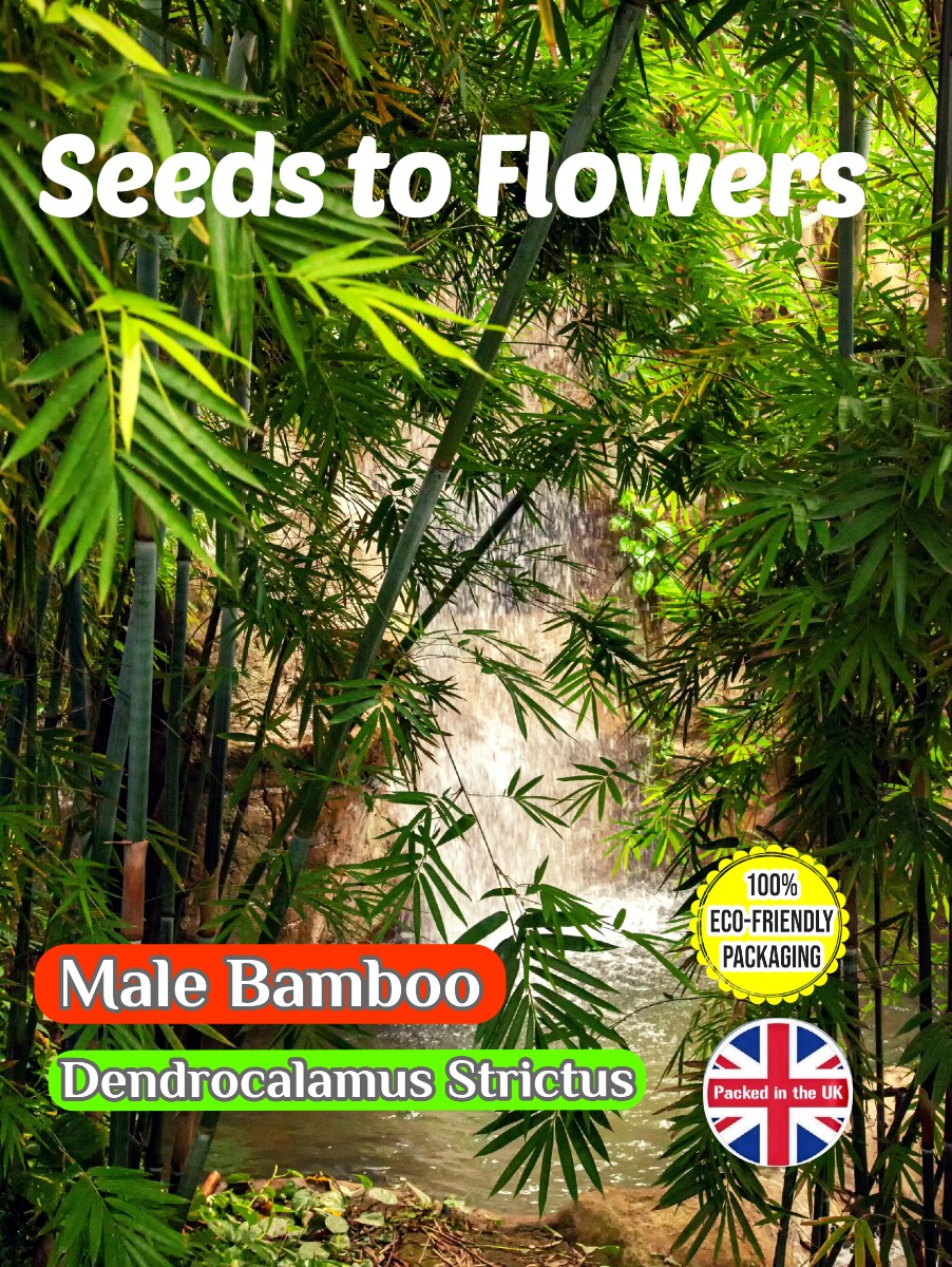 MALE BAMBOO - DENDROCALAMUS STRICTUS - EVERGREEN - COMPOSTABLE PACK - 20 SEEDS