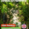MALE BAMBOO - DENDROCALAMUS STRICTUS - EVERGREEN - 10 HIGH QUALITY SEEDS