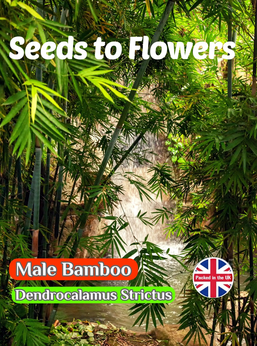 MALE BAMBOO - DENDROCALAMUS STRICTUS - EVERGREEN - 10 HIGH QUALITY SEEDS