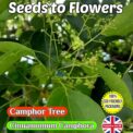 CAMPHOR TREE - CINNAMOMUM CAMPHORA - EVERGREEN - COMPOSTABLE PACK - 12 SEEDS