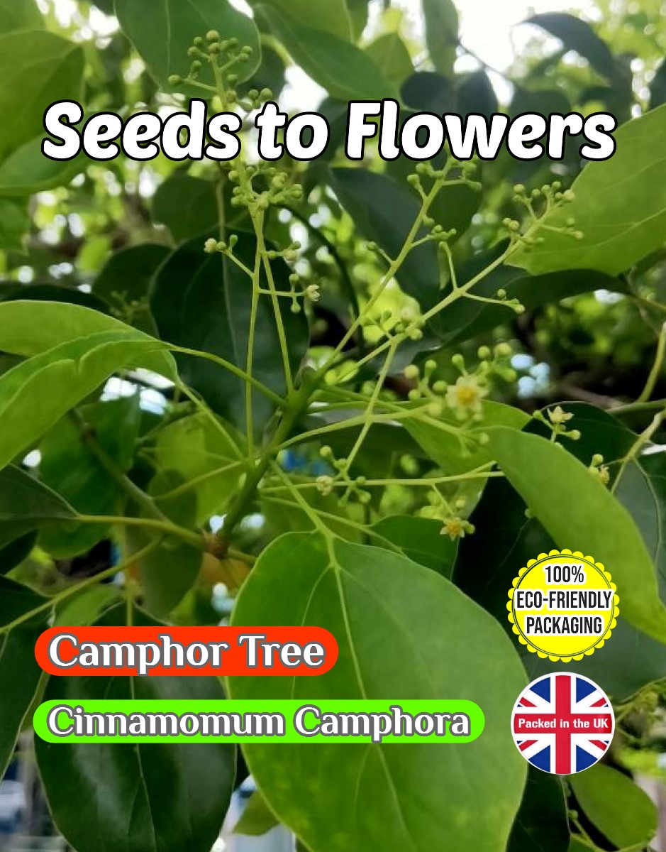 CAMPHOR TREE - CINNAMOMUM CAMPHORA - EVERGREEN - COMPOSTABLE PACK - 12 SEEDS