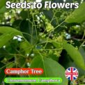 CAMPHOR TREE - CINNAMOMUM CAMPHORA - EVERGREEN - MEDICINAL -8 BEST QUALITY SEEDS