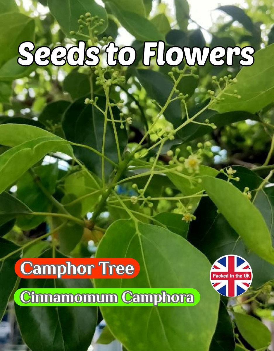 CAMPHOR TREE - CINNAMOMUM CAMPHORA - EVERGREEN - MEDICINAL -8 BEST QUALITY SEEDS
