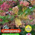 CASSIA JAVANICA PINK FLOWERING TREE TROPICAL EXOTIC BIODEGRADABLE PACK 10 BEST SEEDS