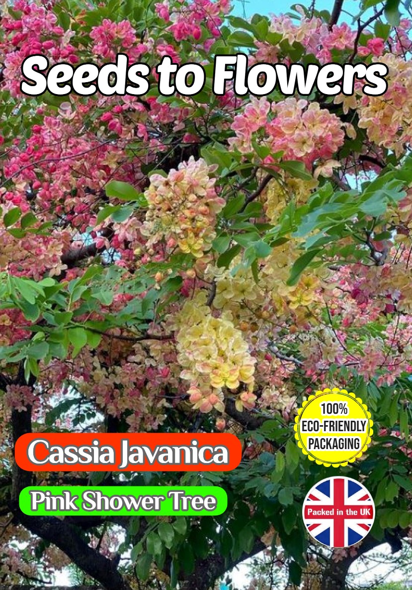CASSIA JAVANICA PINK FLOWERING TREE TROPICAL EXOTIC BIODEGRADABLE PACK 10 BEST SEEDS