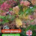 CASSIA JAVANICA PINK FLOWERING TREE TROPICAL EXOTIC  5 BEST QUALITY SEEDS