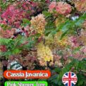 CASSIA JAVANICA PINK FLOWERING TREE TROPICAL EXOTIC  5 BEST QUALITY SEEDS