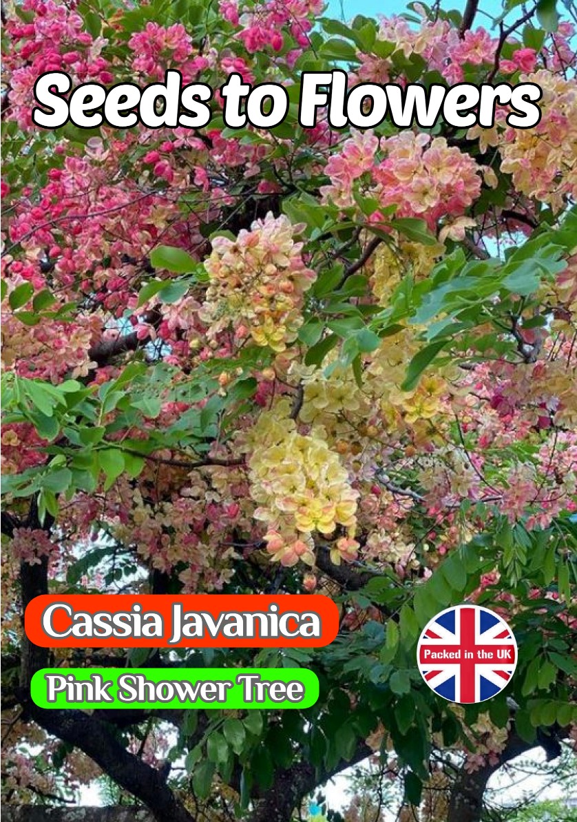 CASSIA JAVANICA PINK FLOWERING TREE TROPICAL EXOTIC  5 BEST QUALITY SEEDS