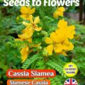 CASSIA SIAMEA FLOWERING TREE TROPICAL EXOTIC BIODEGRADABLE PACK 10 BEST SEEDS