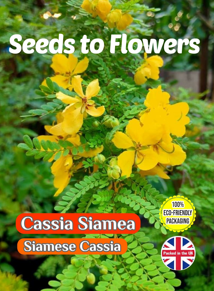CASSIA SIAMEA FLOWERING TREE TROPICAL EXOTIC BIODEGRADABLE PACK 10 BEST SEEDS