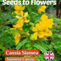 CASSIA SIAMEA - YELLOW FLOWERING TREE - TROPICAL EXOTIC - 6 HIGH QUALITY SEEDS