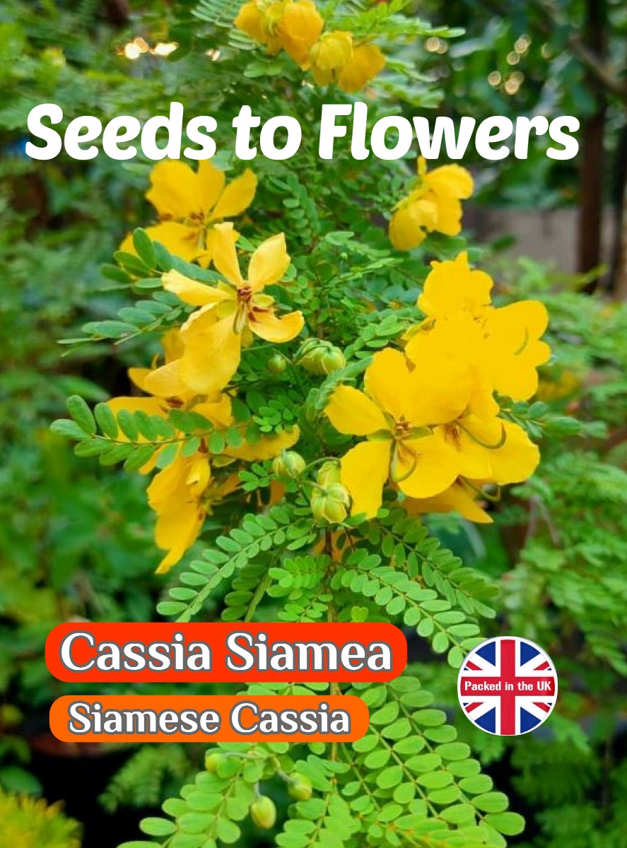 CASSIA SIAMEA - YELLOW FLOWERING TREE - TROPICAL EXOTIC - 6 HIGH QUALITY SEEDS