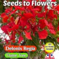DELONIX REGIA - FLAME FLAMBOYANT TREE - TROPICAL - COMPOSTABLE PACK - 12 SEEDS