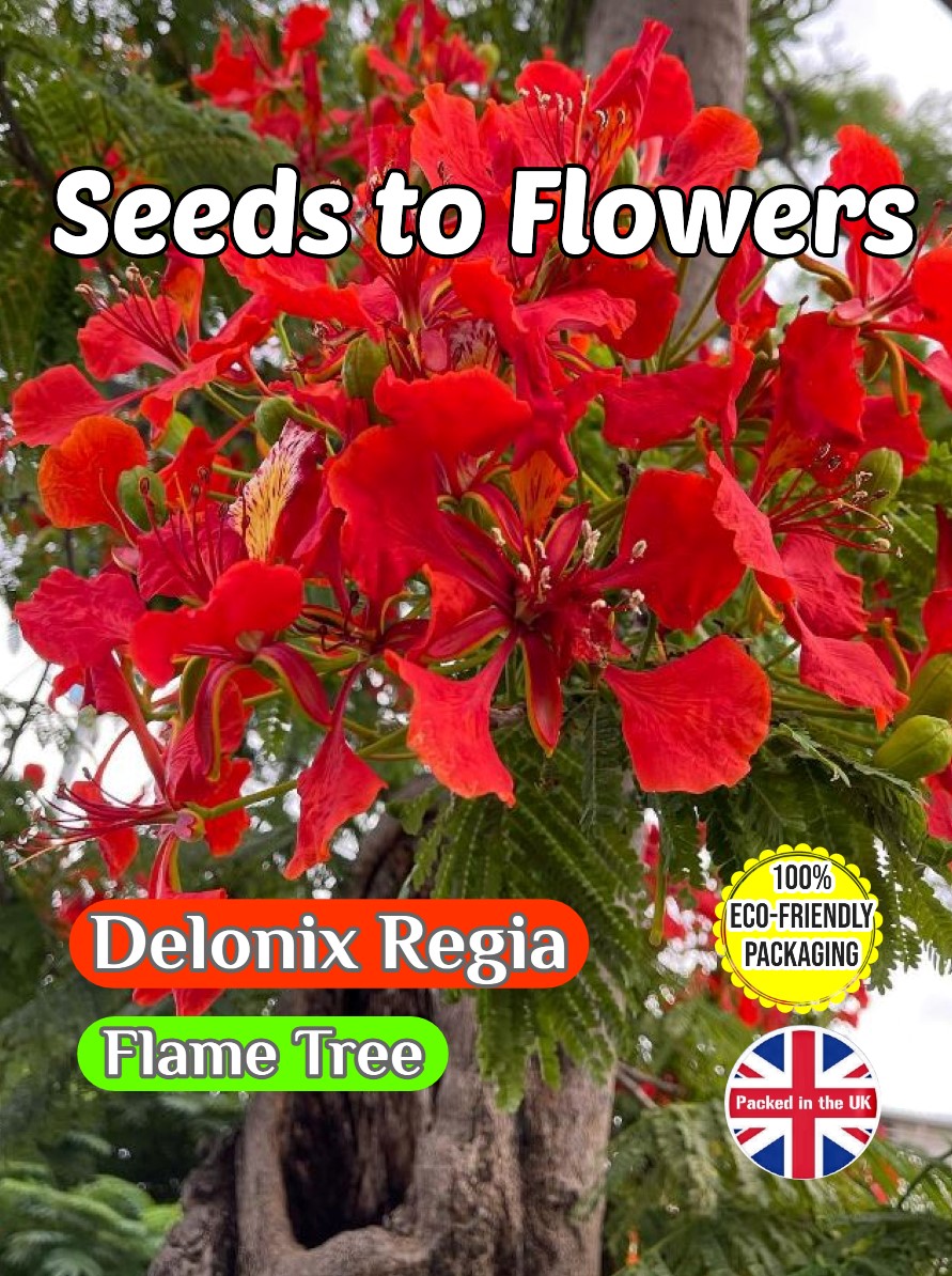 DELONIX REGIA - FLAME FLAMBOYANT TREE - TROPICAL - COMPOSTABLE PACK - 12 SEEDS