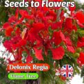 DELONIX REGIA - FLAME FLAMBOYANT TREE - TROPICAL EXOTIC - 8 BEST SEEDS