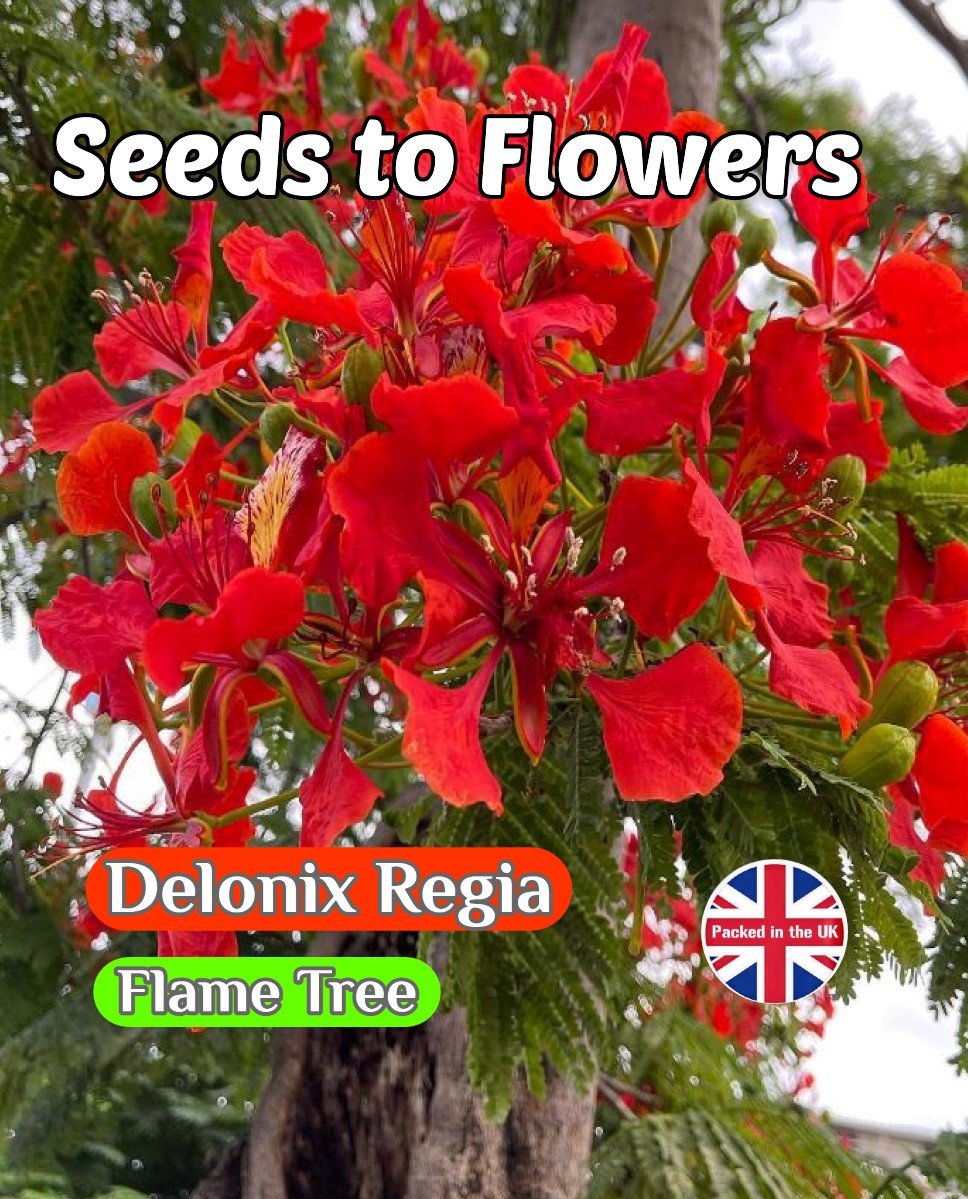 DELONIX REGIA - FLAME FLAMBOYANT TREE - TROPICAL EXOTIC - 8 BEST SEEDS
