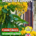 CASSIA GLAUCA - SCRAMBLED EGG BUSH - TROPICAL EXOTIC - BIODEGRADABLE PACK - 10 SEEDS