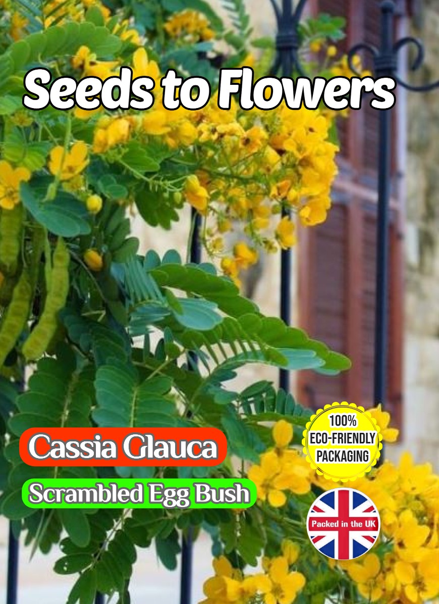 CASSIA GLAUCA - SCRAMBLED EGG BUSH - TROPICAL EXOTIC - BIODEGRADABLE PACK - 10 SEEDS